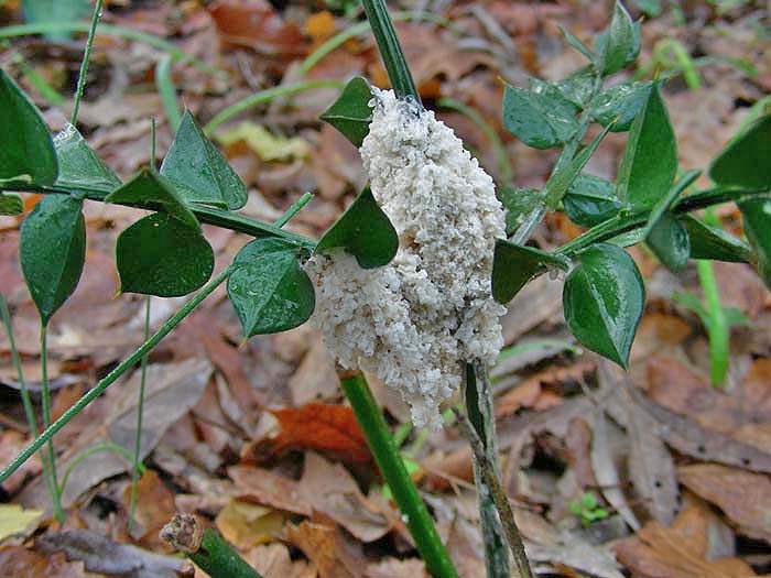 Mucilago crustacea P. Micheli ex F.H. Wigg.(PROVA)